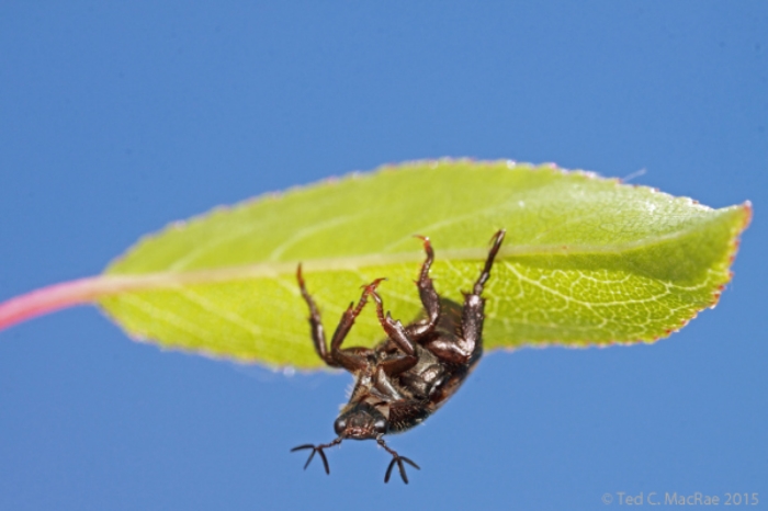 Almost every individual clung to the vegetation with the front legs free and antennae spread open.