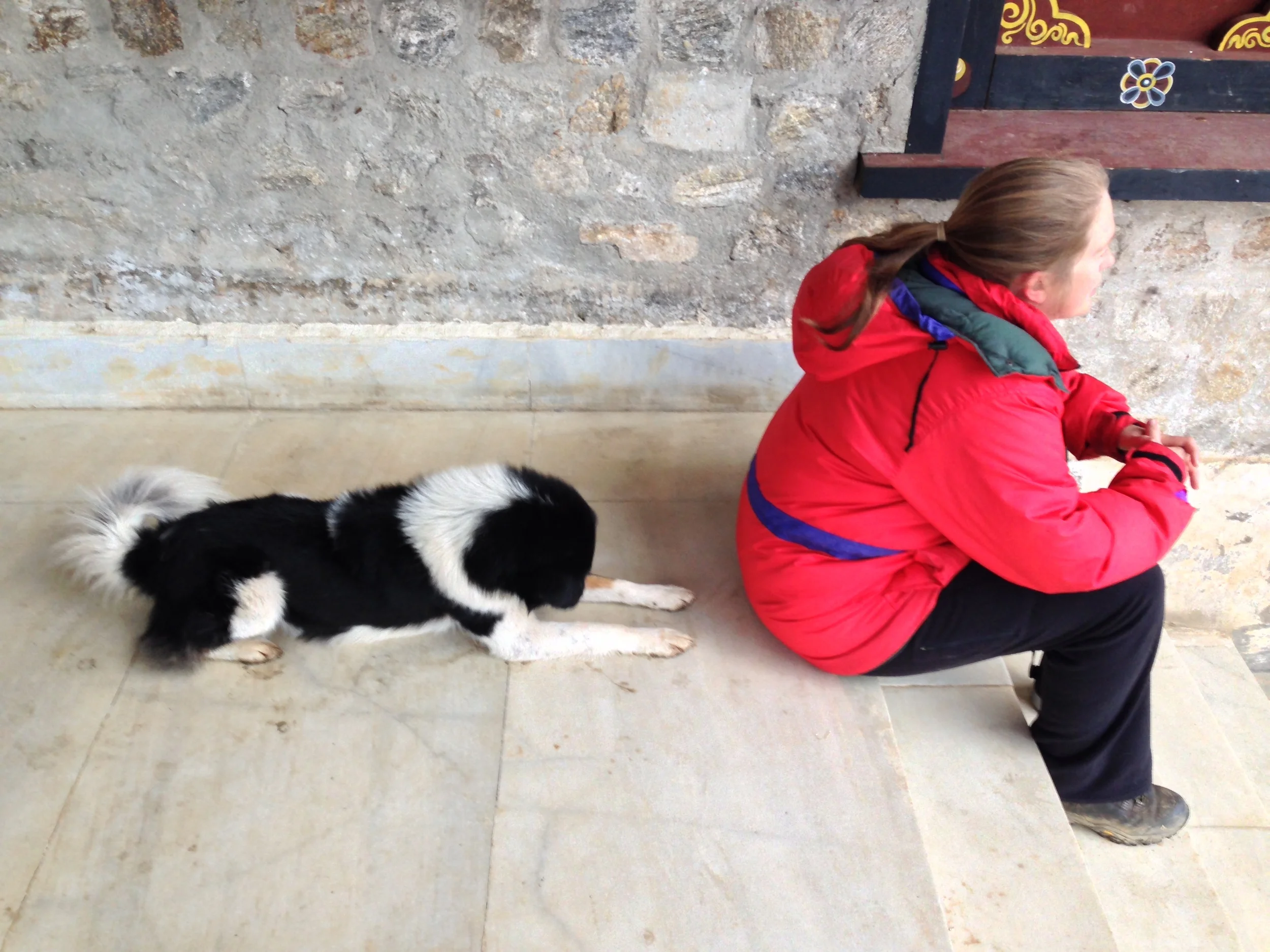 Just one of many local dogs at UWICE.