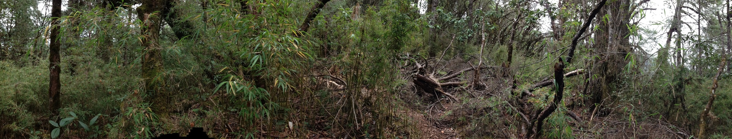 Panorama of my surroundings while surveying vegetation.