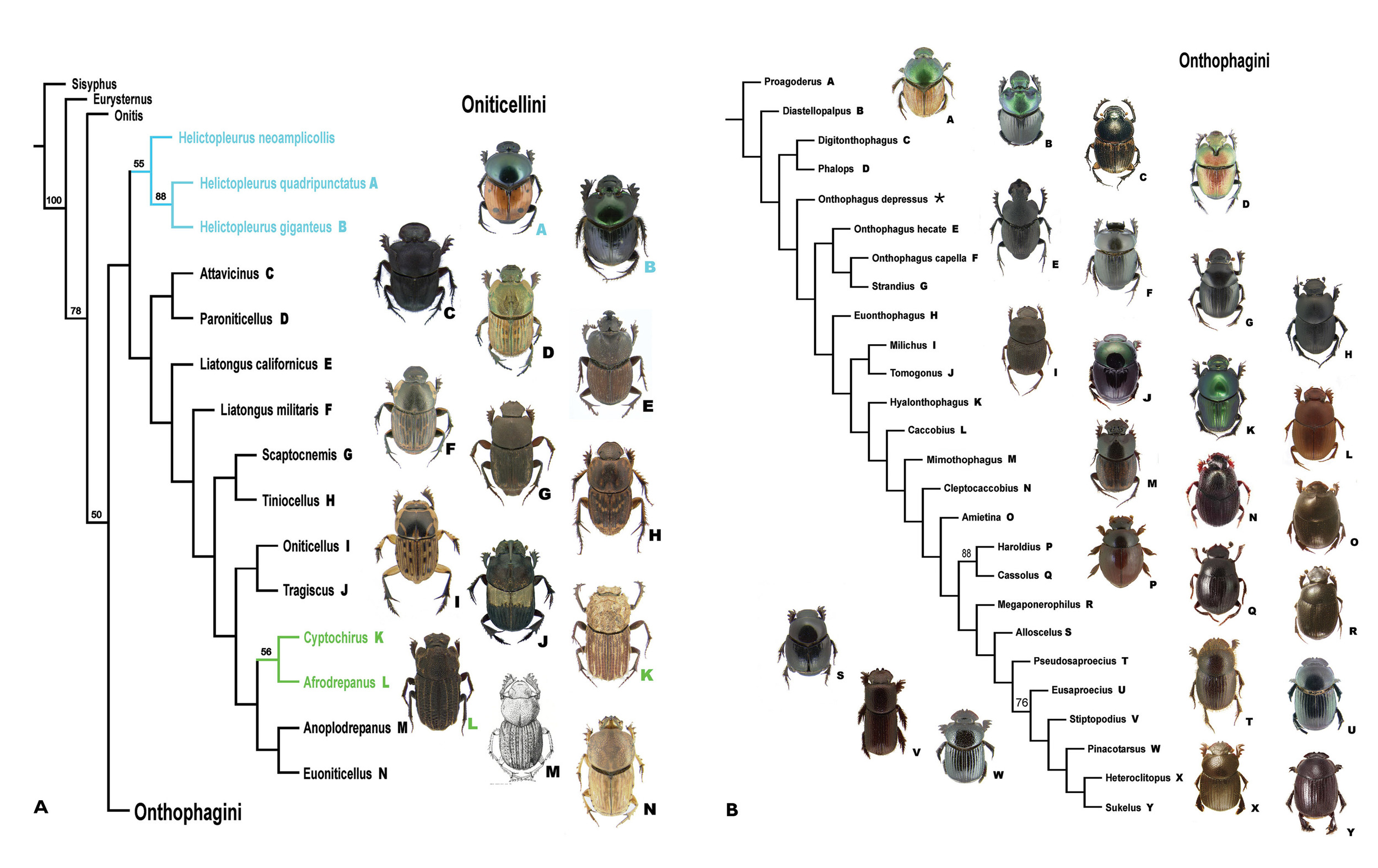A, B Cladogram found using Piwe weighting with K values of 8-10. This topology is considered to be the best supported in this study. Bootstrap values above 50% found for nodes indicated. A Oniticellini. B Onthophagini. * = no taxon image | From Philips 2016
