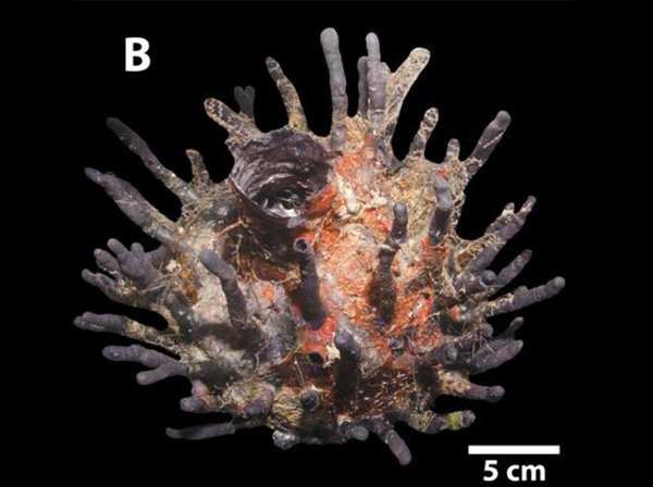 Oceanapia bartschi , a sponge found in the Brazilian reef system | Moura et al. 2016