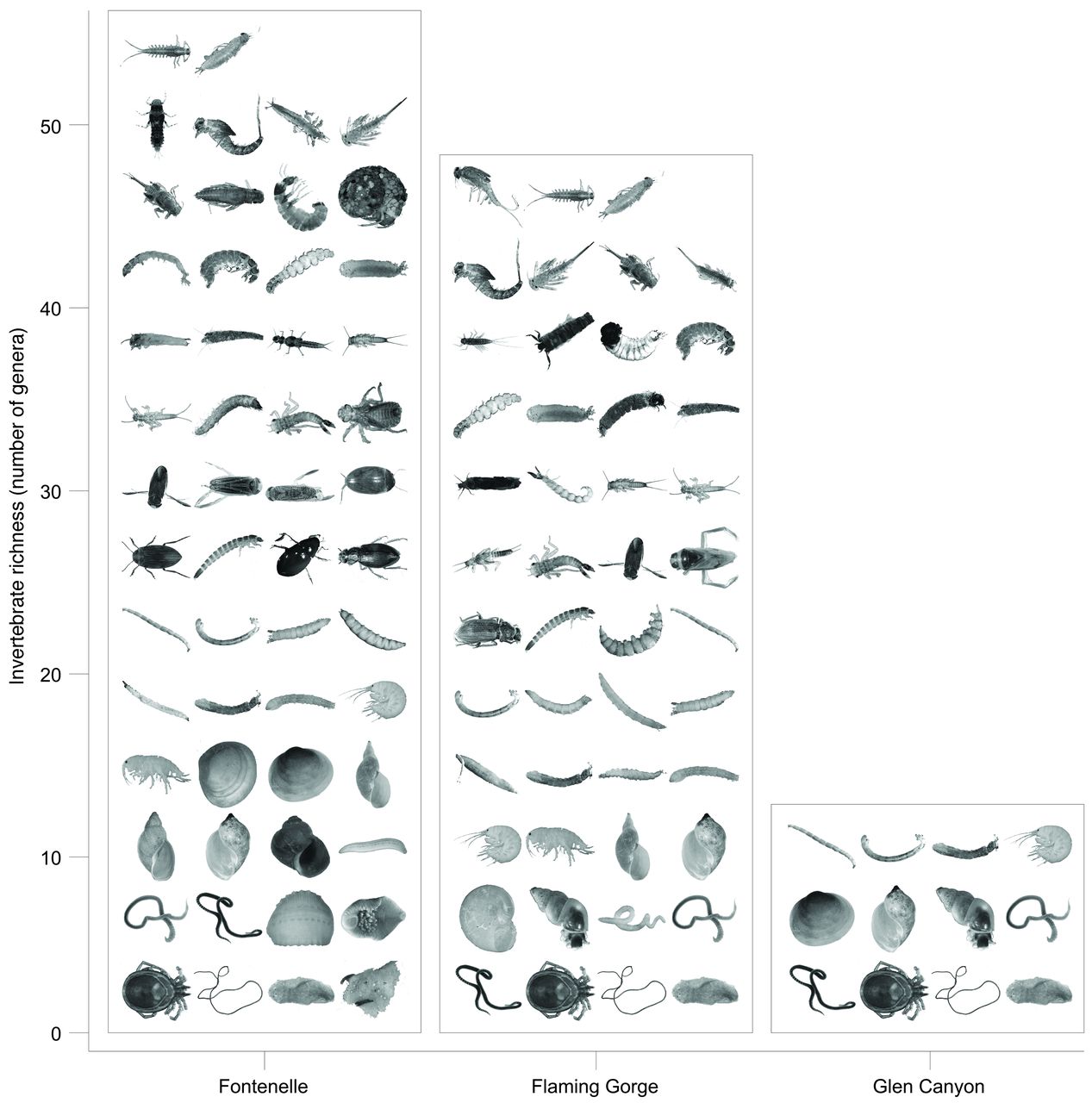 Noninsects dominate below hydropeaking dams. A photo collage showing genus-level invertebrate richness for three well-studied Western US rivers. The Green River below the Fontenelle Dam (left) has a low hydropeaking index value, and invertebrate assemblages comprise 54 unique genera, including many insects. The Green River below the Flaming Gorge Dam (middle) has a moderate hydropeaking index value and contains 47 unique invertebrate genera. The Colorado River below the Glen Canyon Dam (right) has a high hydropeaking index value and supports only 12 unique invertebrate genera, most of which are noninsects | From Kennedy et al. (2016)