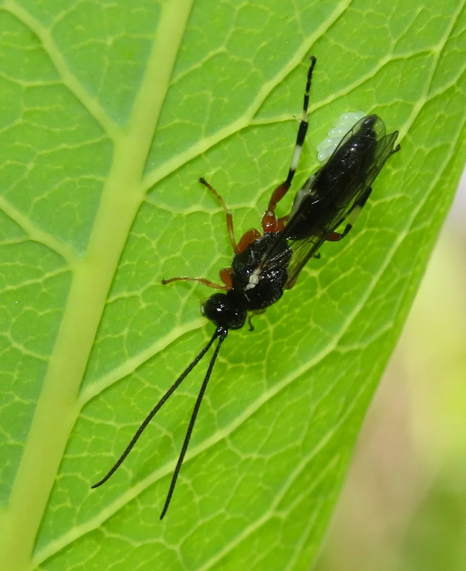 Ichneumon wasp with cluster of eggs | Bug Eric