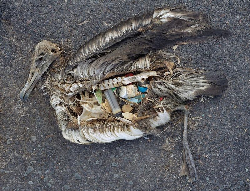 A gutted albatross at Midway Island | Chris Jordan
