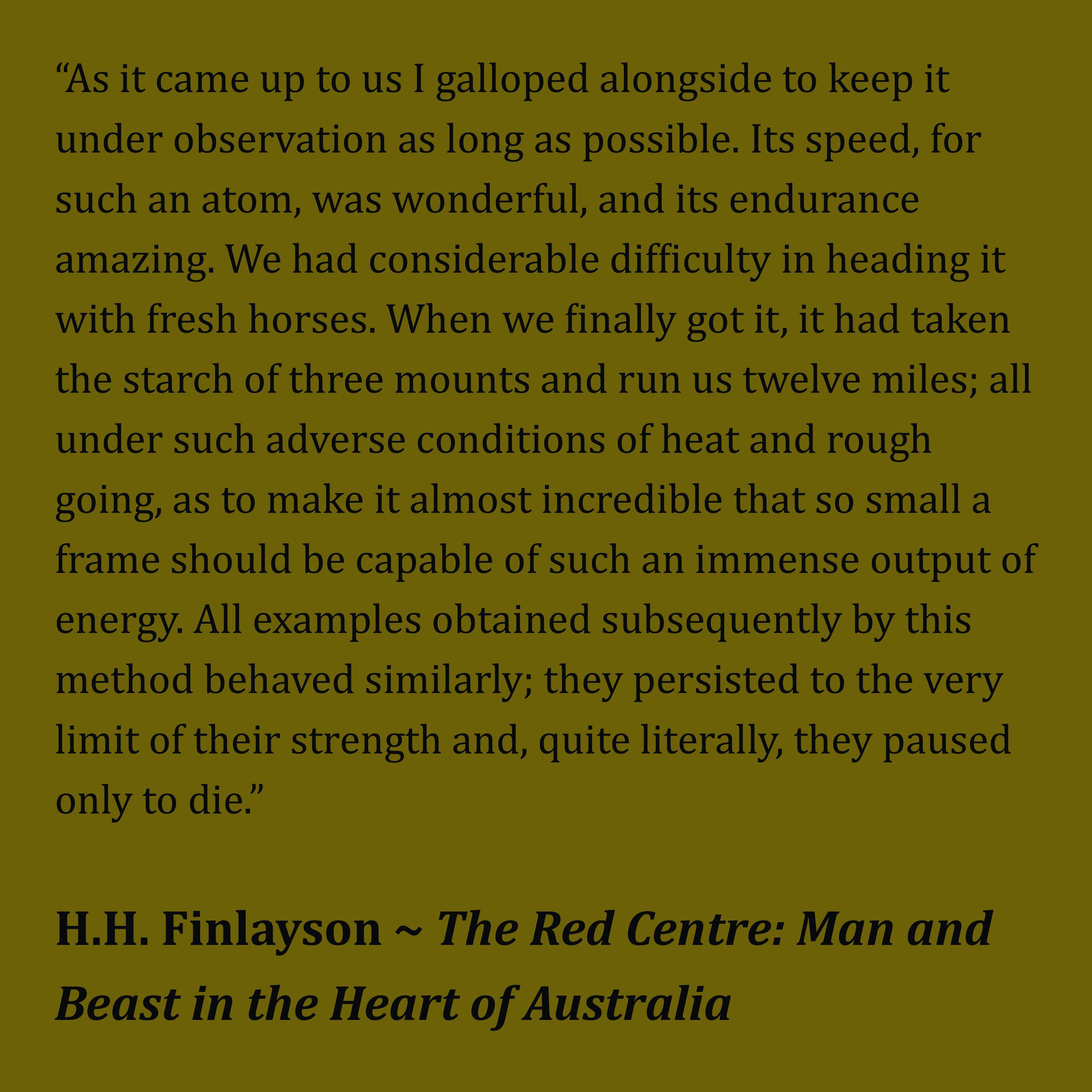 A description of a 12-mile, three-horse desert rat-kangaroo chase.