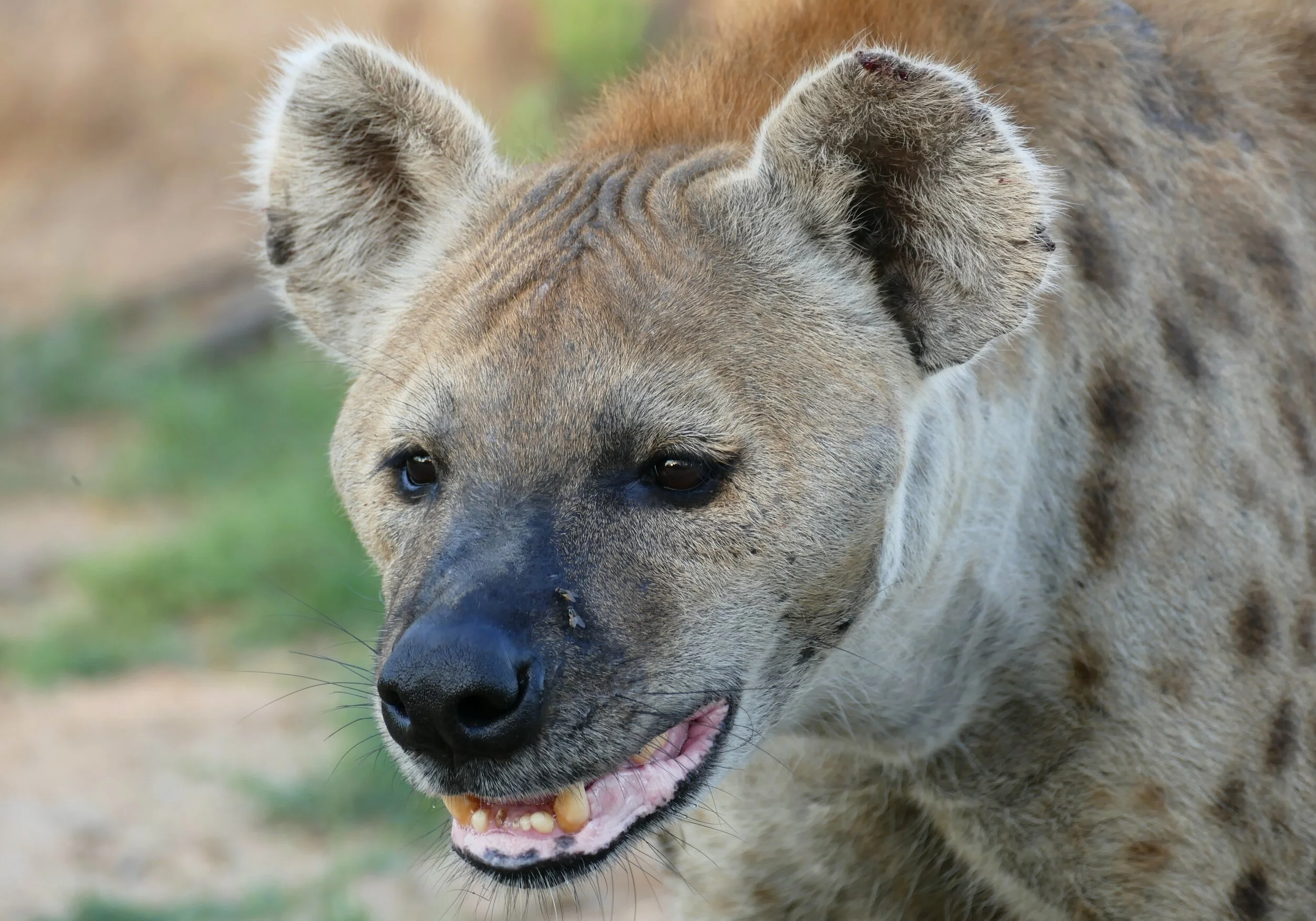 "Female hyenas mate through their penises"