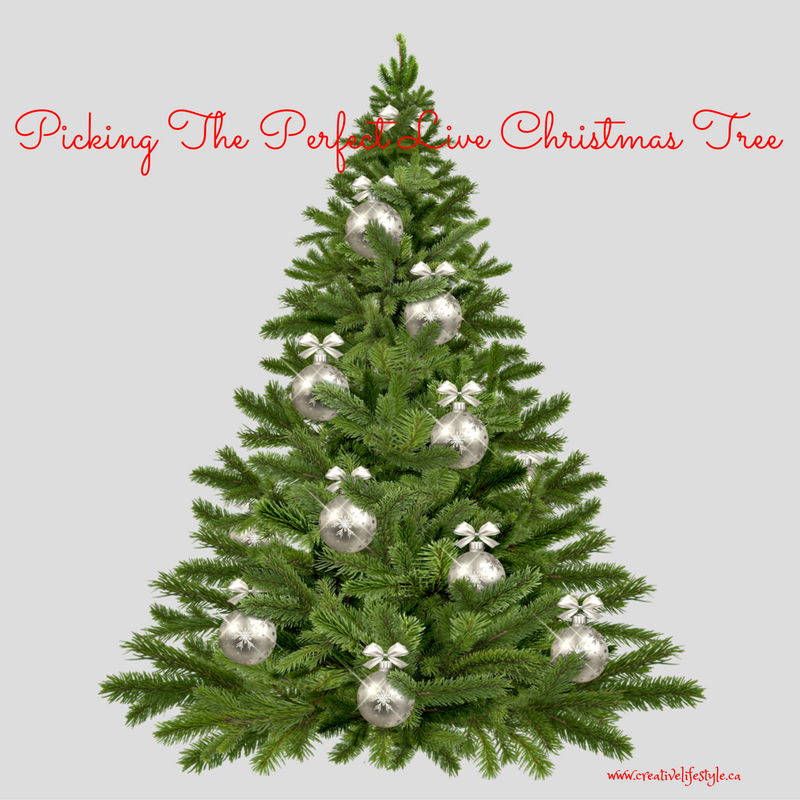 How To Pick The Perfect Live Christmas Tree