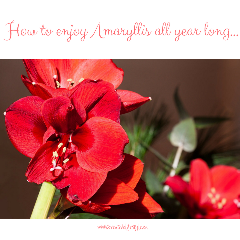 How To Enjoy Amaryllis All Year Long