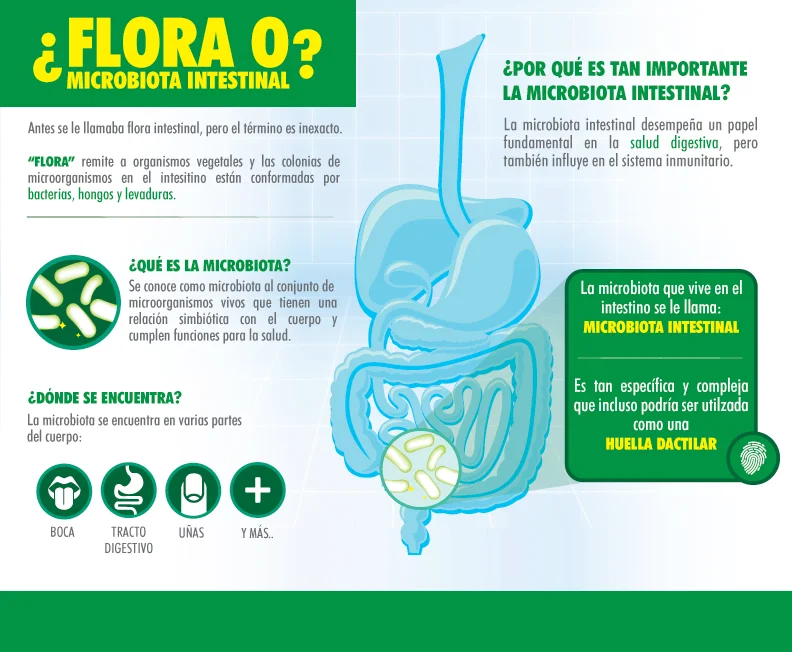 ¿Flora o microbiota intestinal? — Bien Comer ¿Flora o microbiota intestinal? — Bien Comer