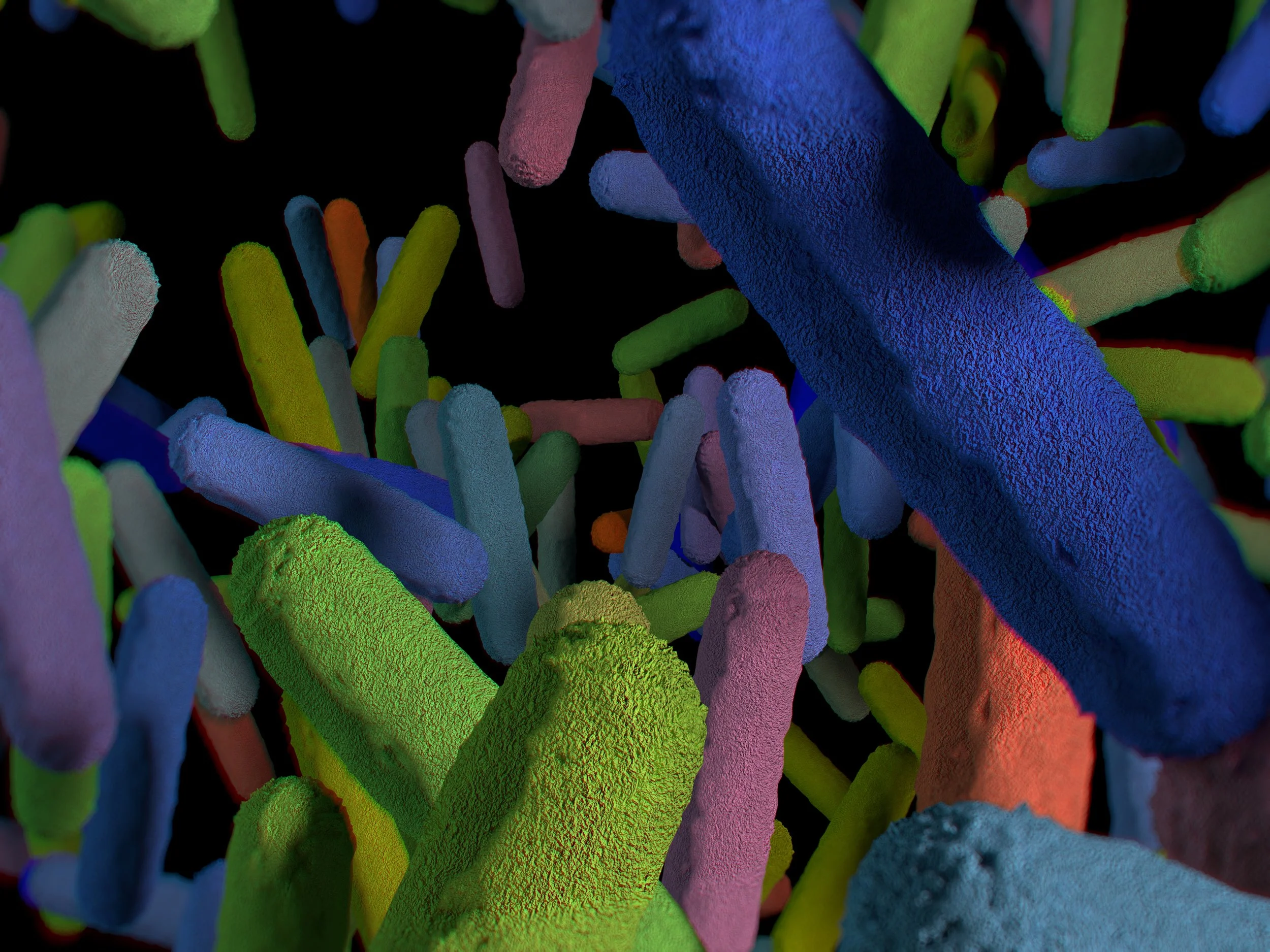 Bacterias compañeras de vida.jpg