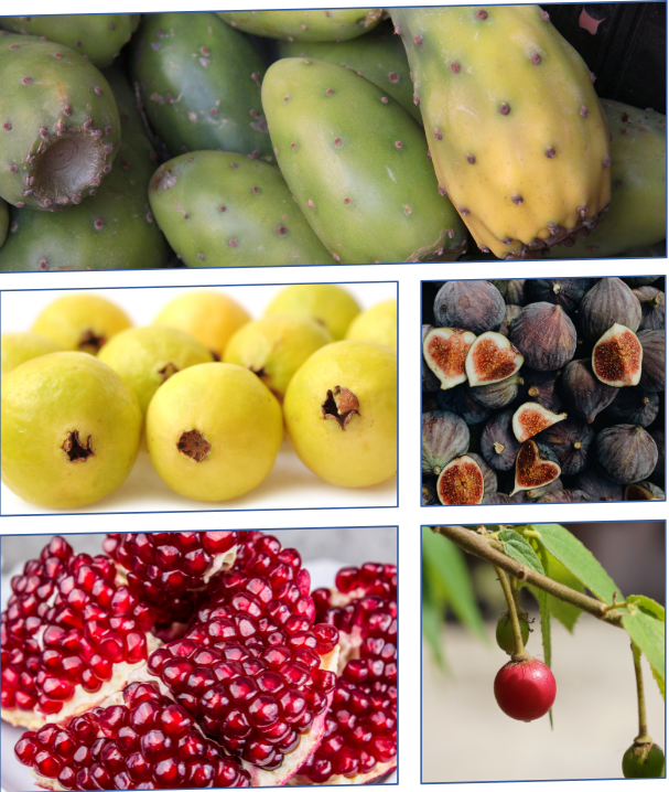 frutas de temporada.png