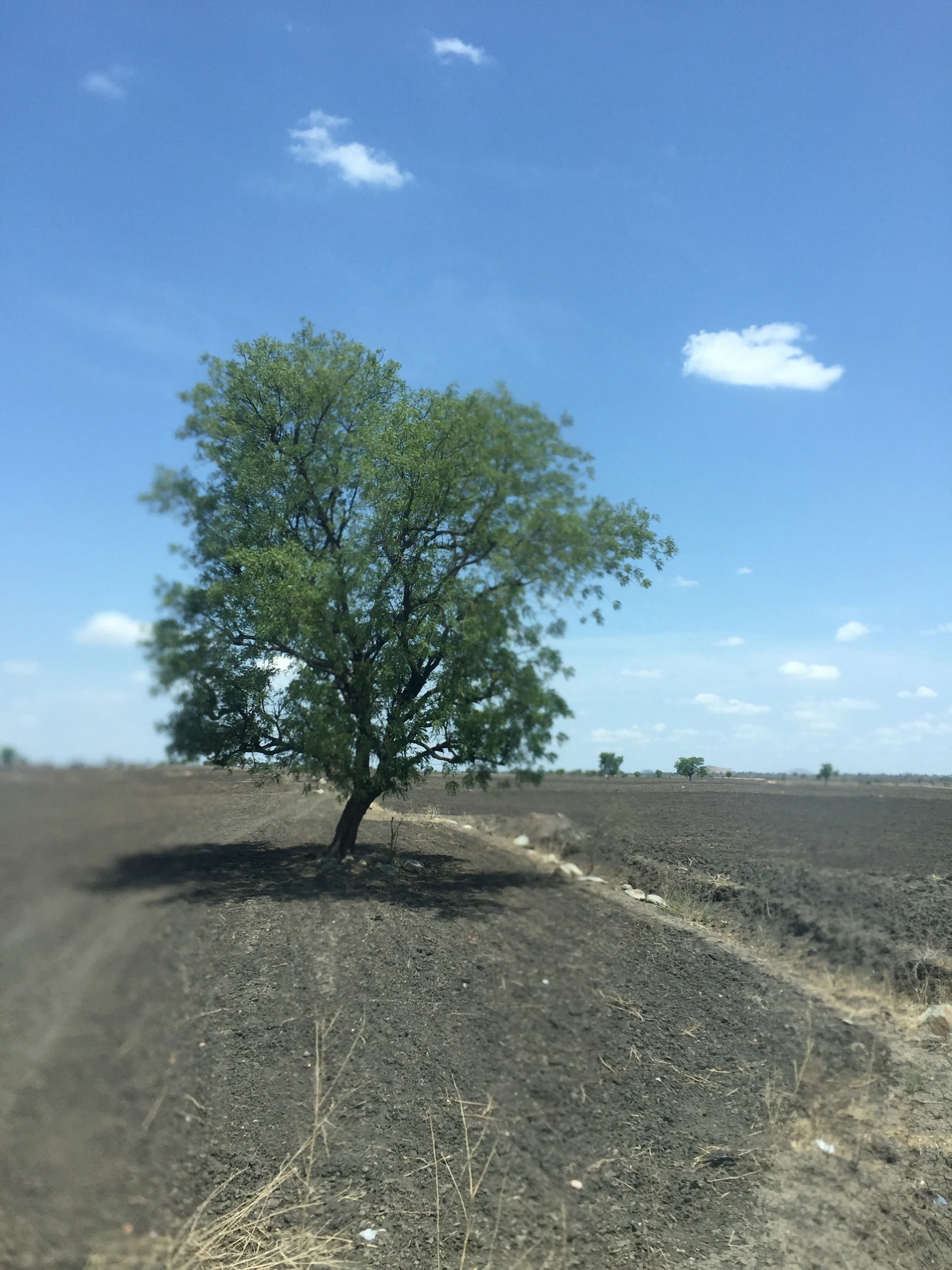 We passed miles of fields like this one on the way to Loyola Xavier, evidence of the three-year drought. 