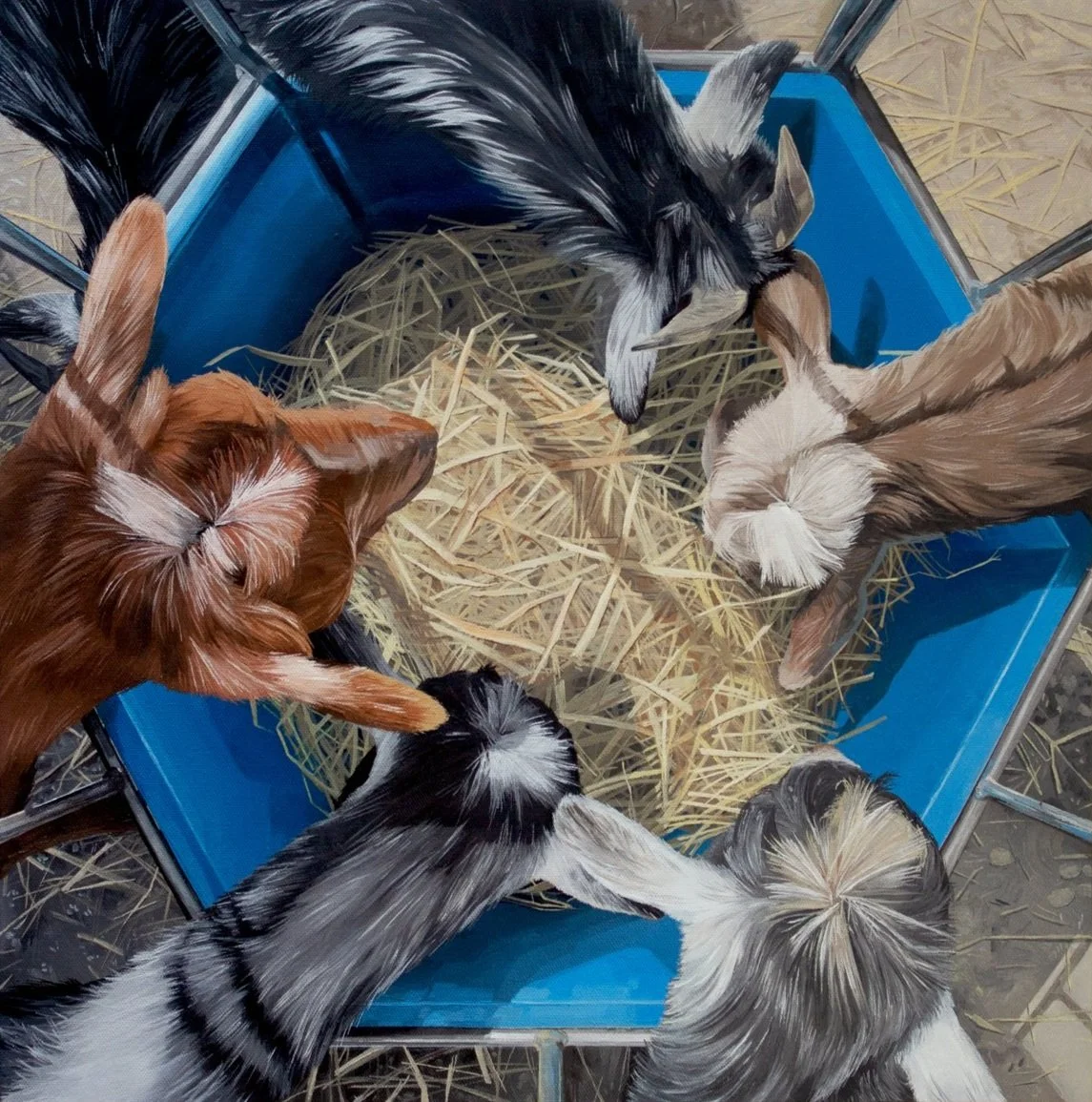 Goat Goat Goat Goat Goat Goat