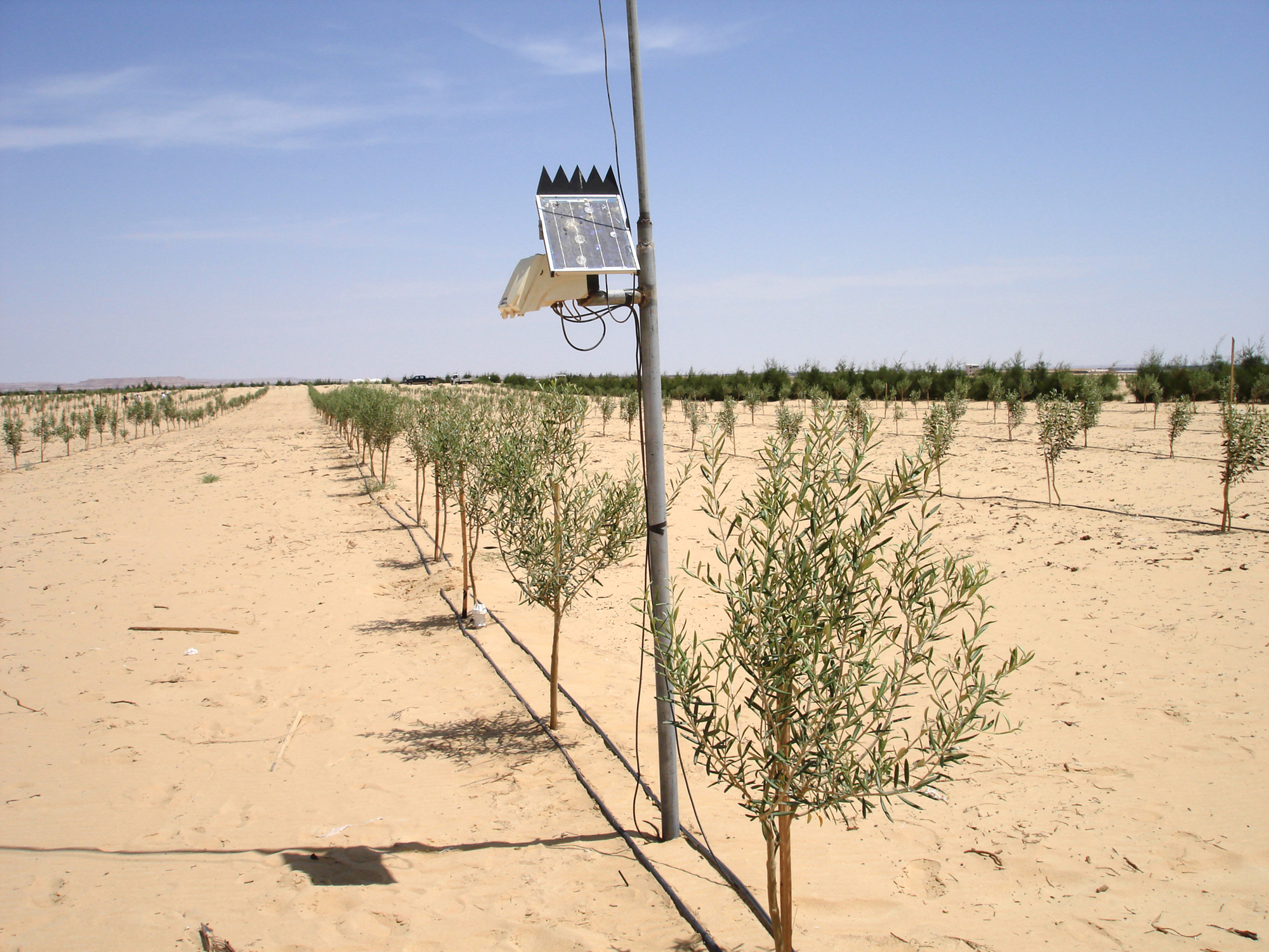 Siwa-Olives.jpg