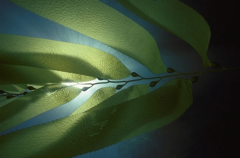 M pyrifera blades.jpg