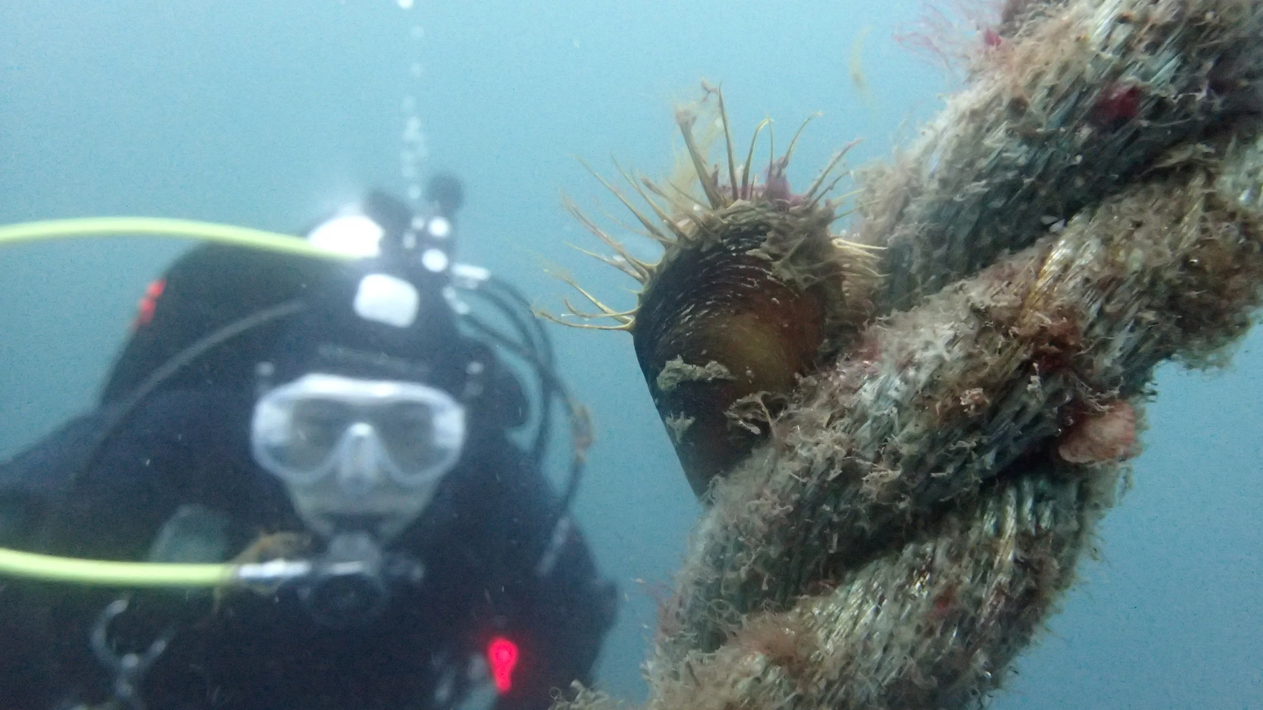 Diving Deep Inlet Alaska Jan 2019.JPG