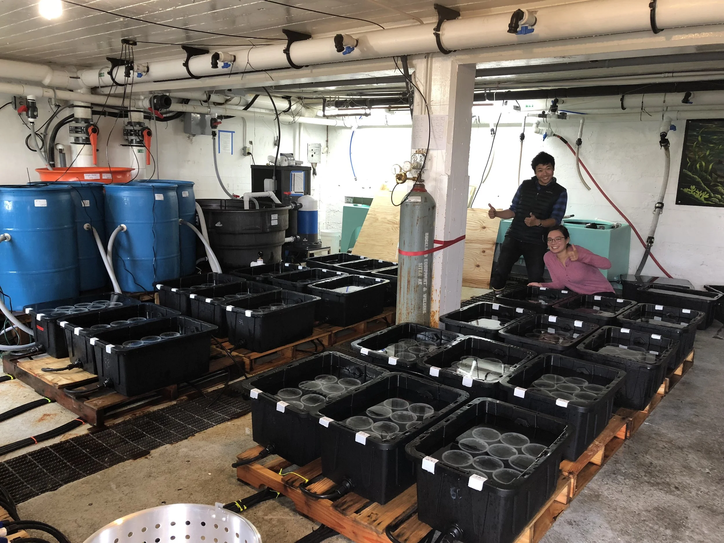 Cages glued down! Sitka summer 2018.jpg