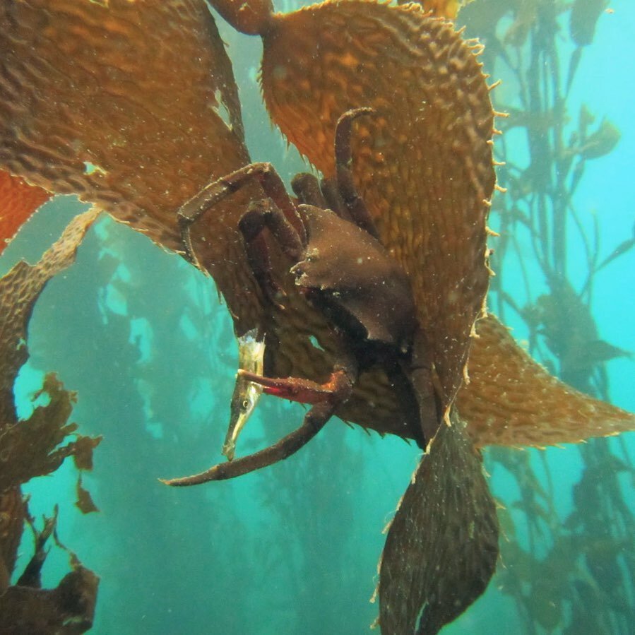 Man, the ocean is so metal sometimes 🤘
📸: @jtoy7 
#invertsvsverts #predation #ecology #kelpforest #kelpcrab #tubesnout #macrocystis #scuba #underwaterphotography #pnw #coldwaterdiving