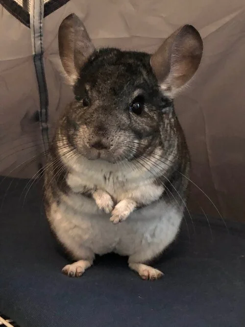 Ruben