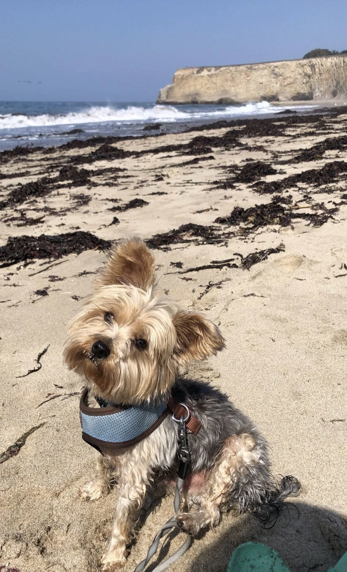 Chester