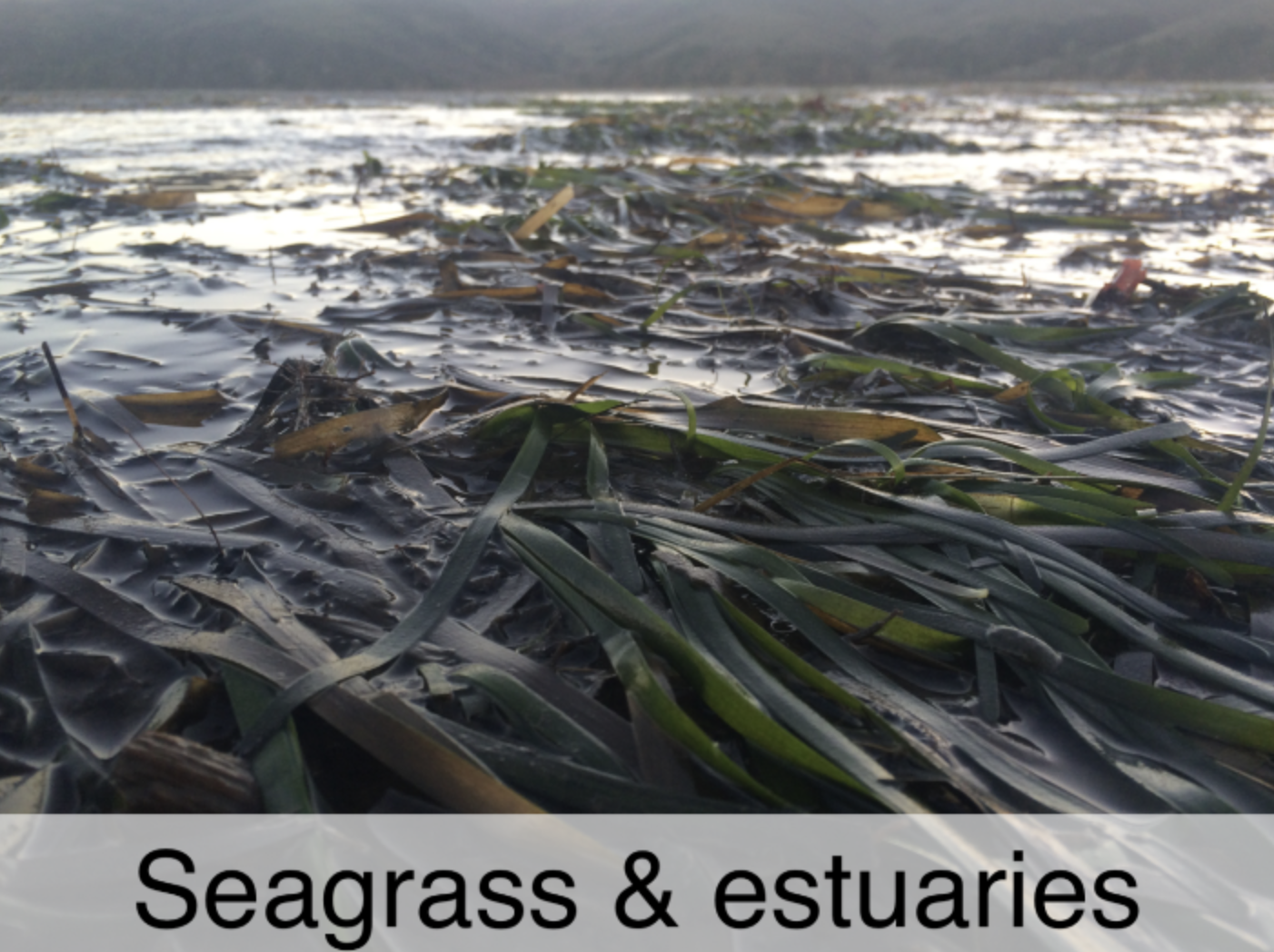 SeagrassAndEstuaries.png