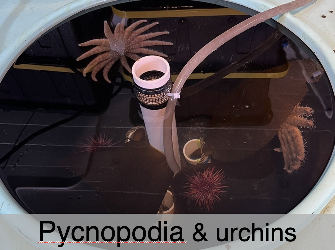 pycnopodiaUrchins.png