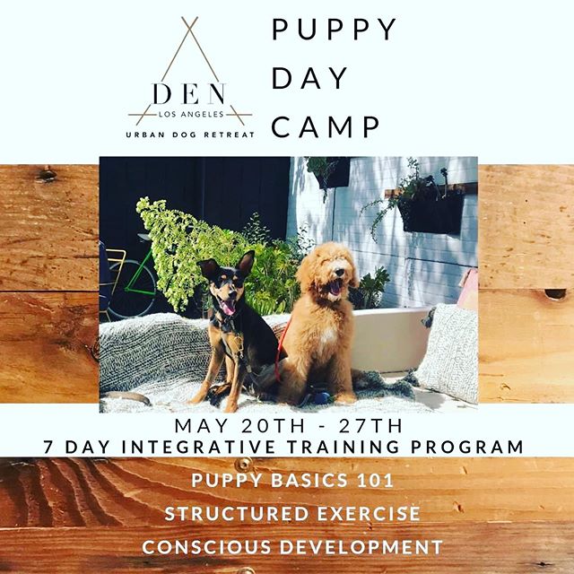 DEN the home of Eastside Hounds
Our next Puppy Day Camp is May 20th-27th! Pups learn basic obedience commands (sit, stay, down, come, heel, leave it), and develop healthy habits and behaviors amongst a group of their peers. Our integrative training includes daily pack hikes & structured socialization at our mindful doggy playcare @denurbandogretreat 🙏🏽Our training program is developed to give you the foundation you need to build a life long bond of mutual respect and trust with your four-legged best friend. Detailed information for this program can be found on our website denurbandog.com, or you can DM us with any questions! ⠀⠀⠀⠀⠀⠀⠀⠀⠀
.⠀⠀⠀⠀⠀⠀⠀⠀⠀
.⠀⠀⠀⠀⠀⠀⠀⠀⠀
.⠀⠀⠀⠀⠀⠀⠀⠀⠀
#basicobedience #dogtraining #mindfultraining #obedience #doggydaycare #playcare #dogsofinstagram #instadaily #training #mindfulness #holisticdog #wellnessfordogs #petnutrition #instadog #dogsofla #silverlakedogpark #rescuedog #cesarmilan #dogtricks