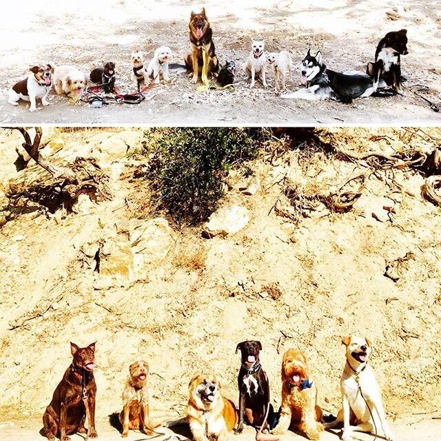 The Benefit of a pack walk.
Structured pack walks help build a dog's confidence. ...
Dogs have a natural instinct and desire to belong in a pack. ...
With a structured leader, dogs are more willing to allow new comers into their pack. ...
Increase in