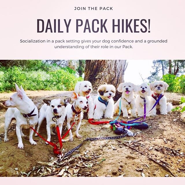 The pack hikes are a unique and exciting experience for your 🐶 Our pack leaders will pick them up 🚙 for a morning 🌞adventure that takes place in one of the East or Westside's beautiful and lush 🍃 trails. They will go on a one hour hike through na