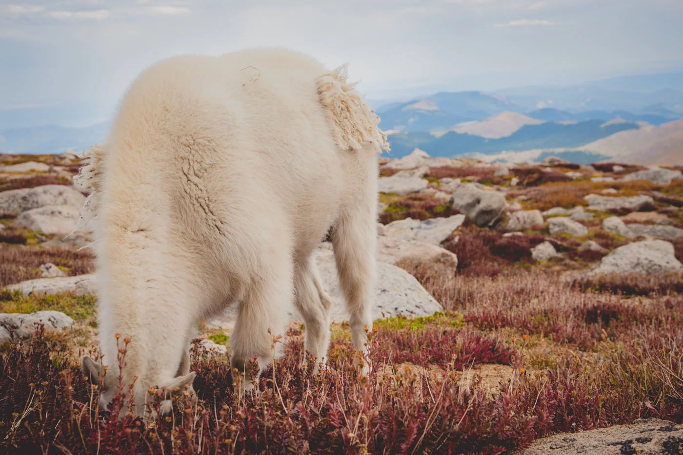 animal_goat_2.jpg