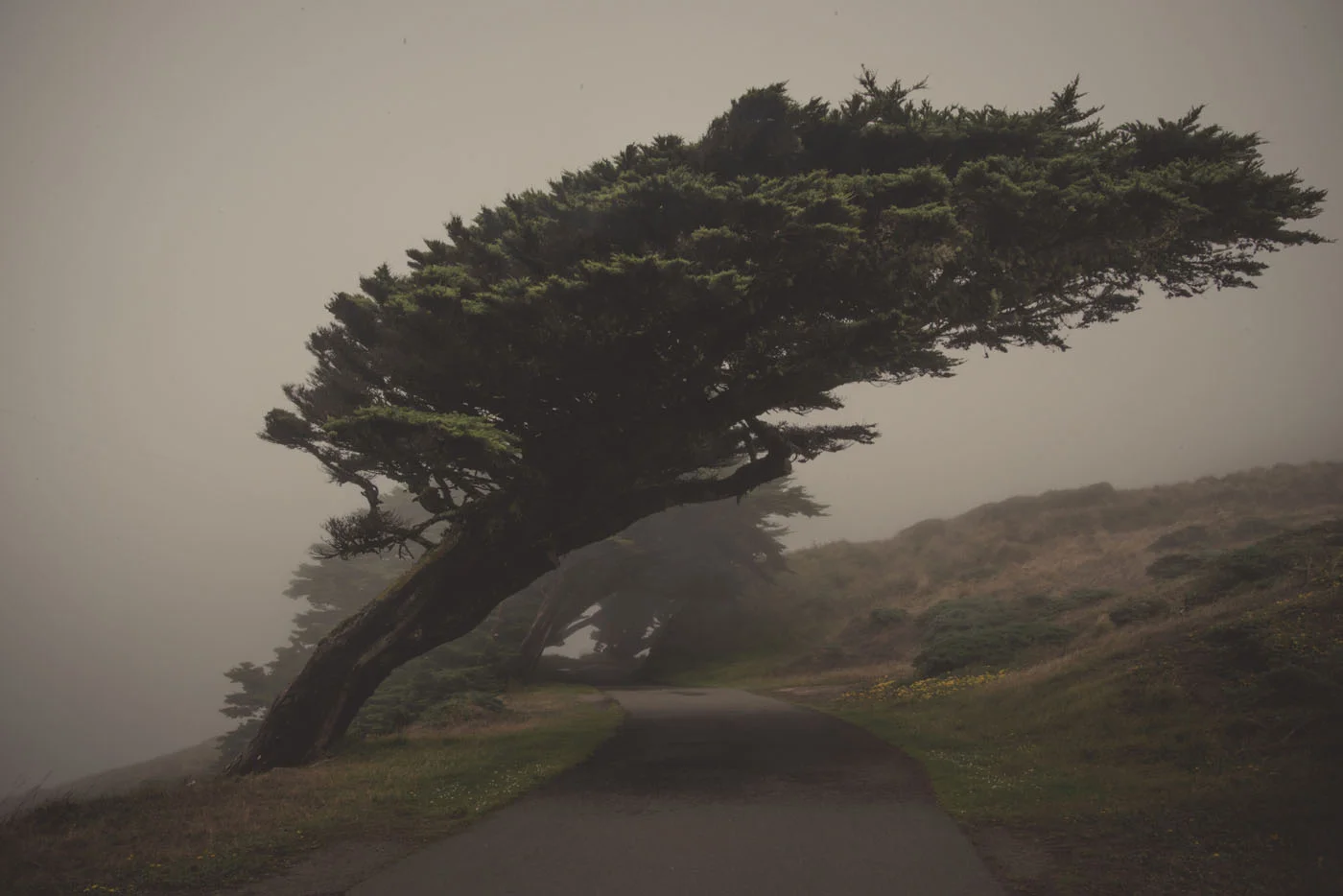 Point Reyes cypress trees.jpg