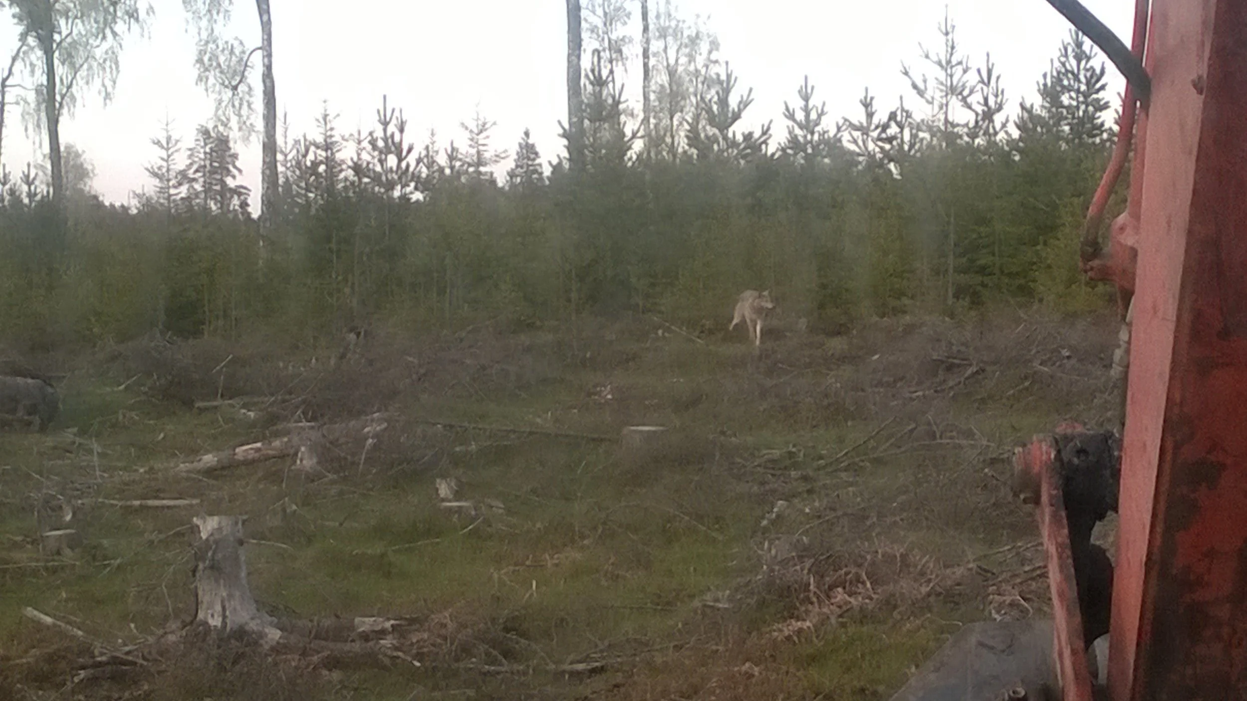 MikonKylvö10vSusi.jpg