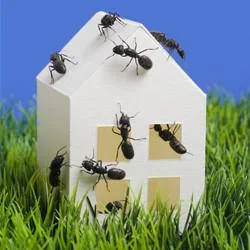 5 Reasons Why You Might Be Attracting Ants Into Your Home