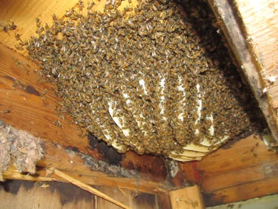 How To Avoid Giving A Shelter To Bees In Your Own Home