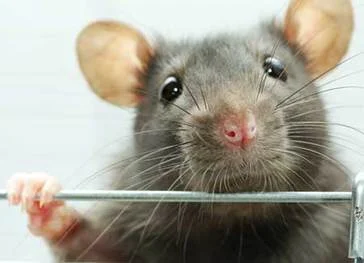  5 Indicators To Show That You Have Pesky Rodents In Your Home