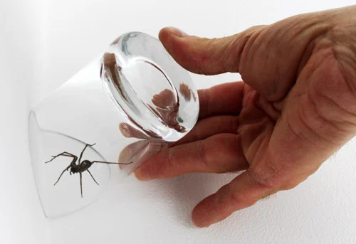 5 Types Of Spiders Common In Homes