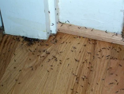 Are Termites Nibbling On Your Walls?