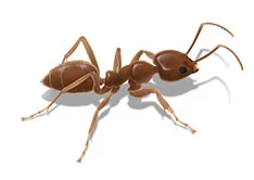Why You May Need Ant Control Services More than You Think