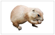 gopher.jpg
