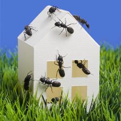 ants-home.jpg