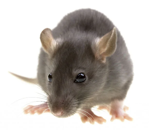 rat-control-1024x8971.jpg
