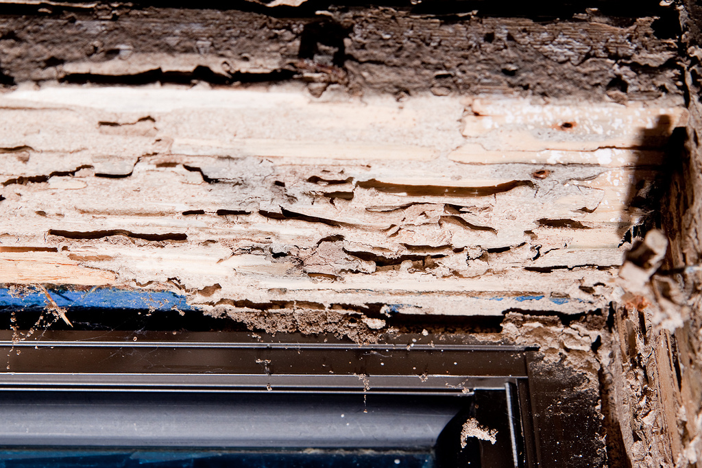 All You Need to Know about Termite Control
