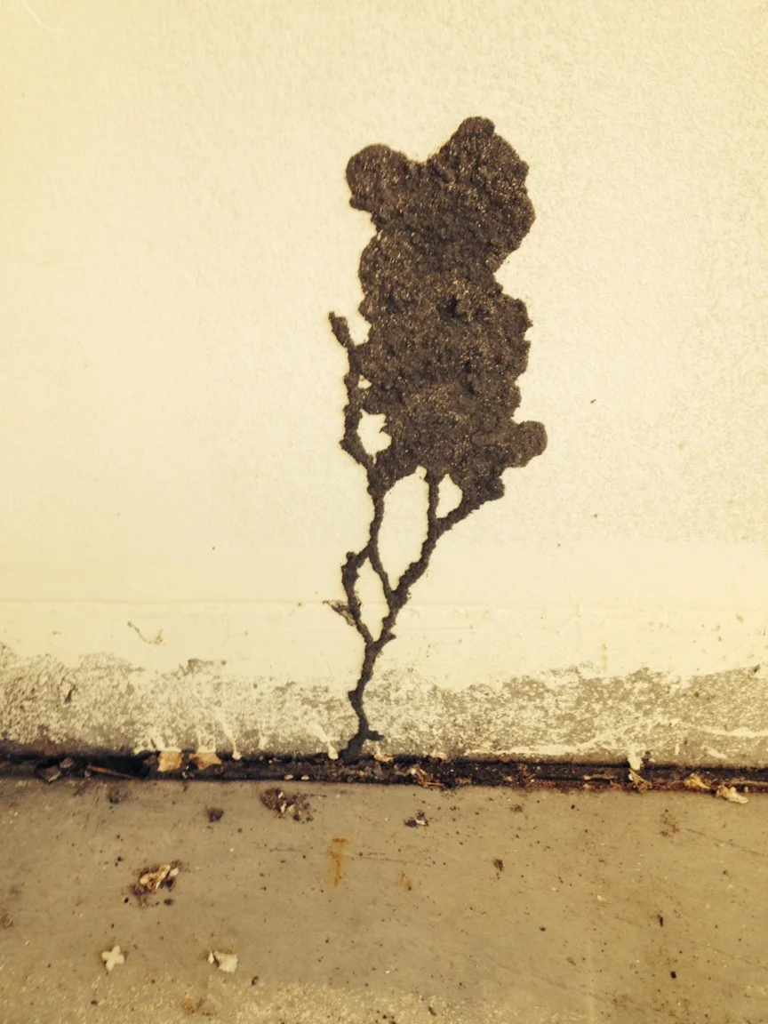 Example of working Subterranean mud tubes