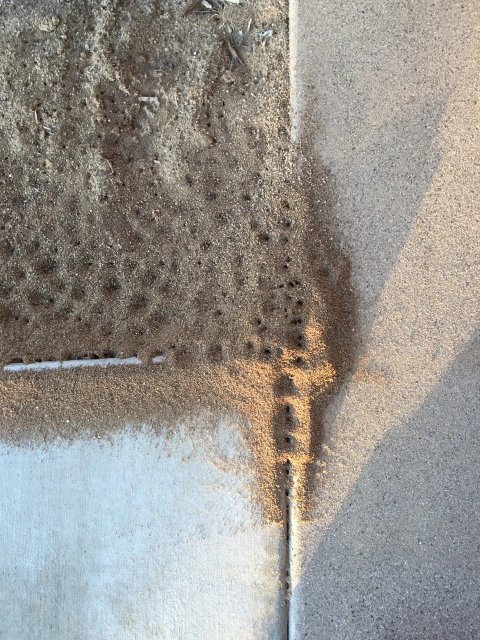Argentine Ant Dwelling Mounds