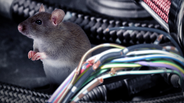 Rat caught in the act of chewing through wires in an engine compartment. (AP Photo: WFTV.com)