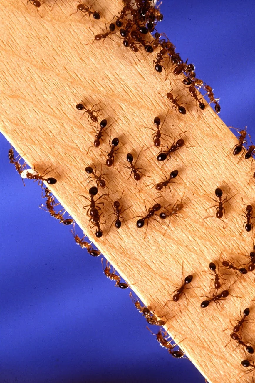 ants.jpeg