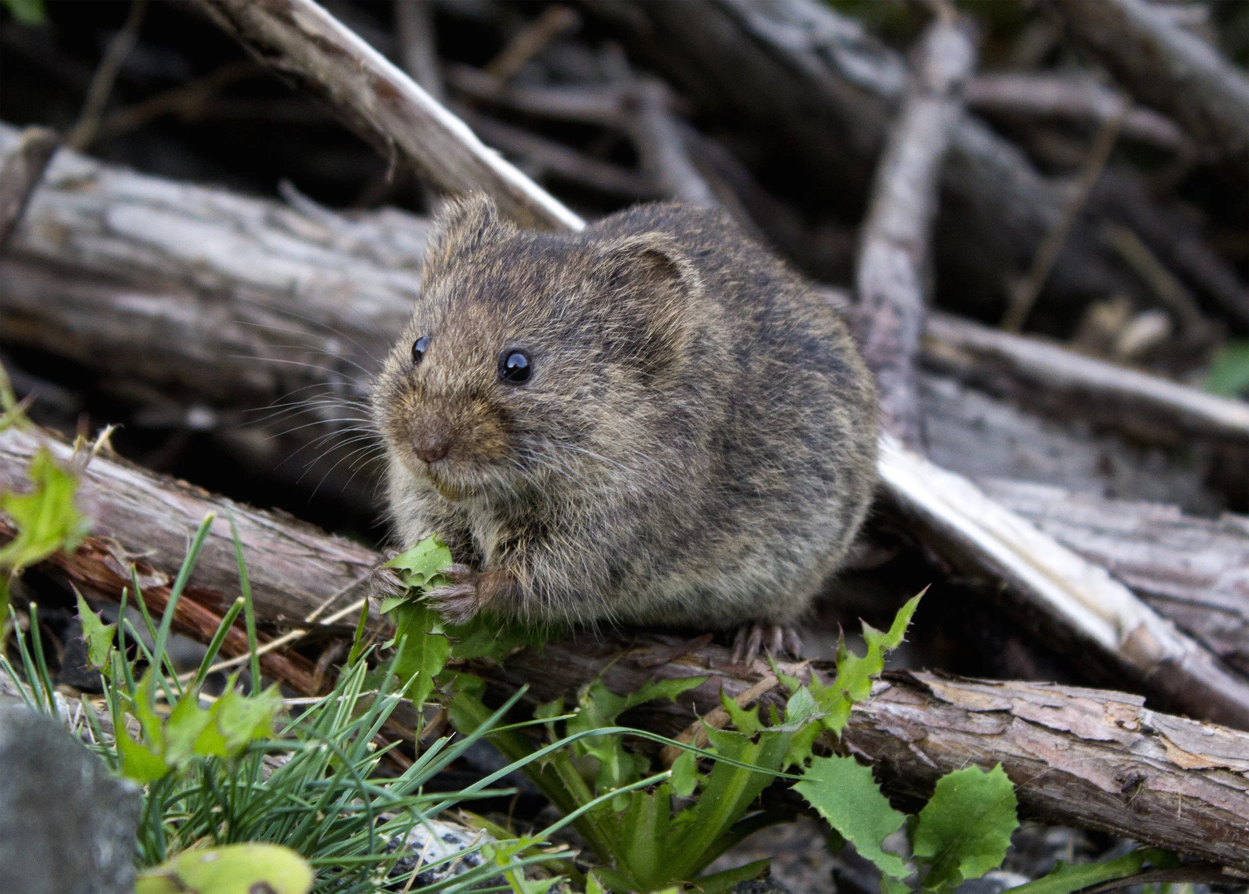 Field and Roof Mice