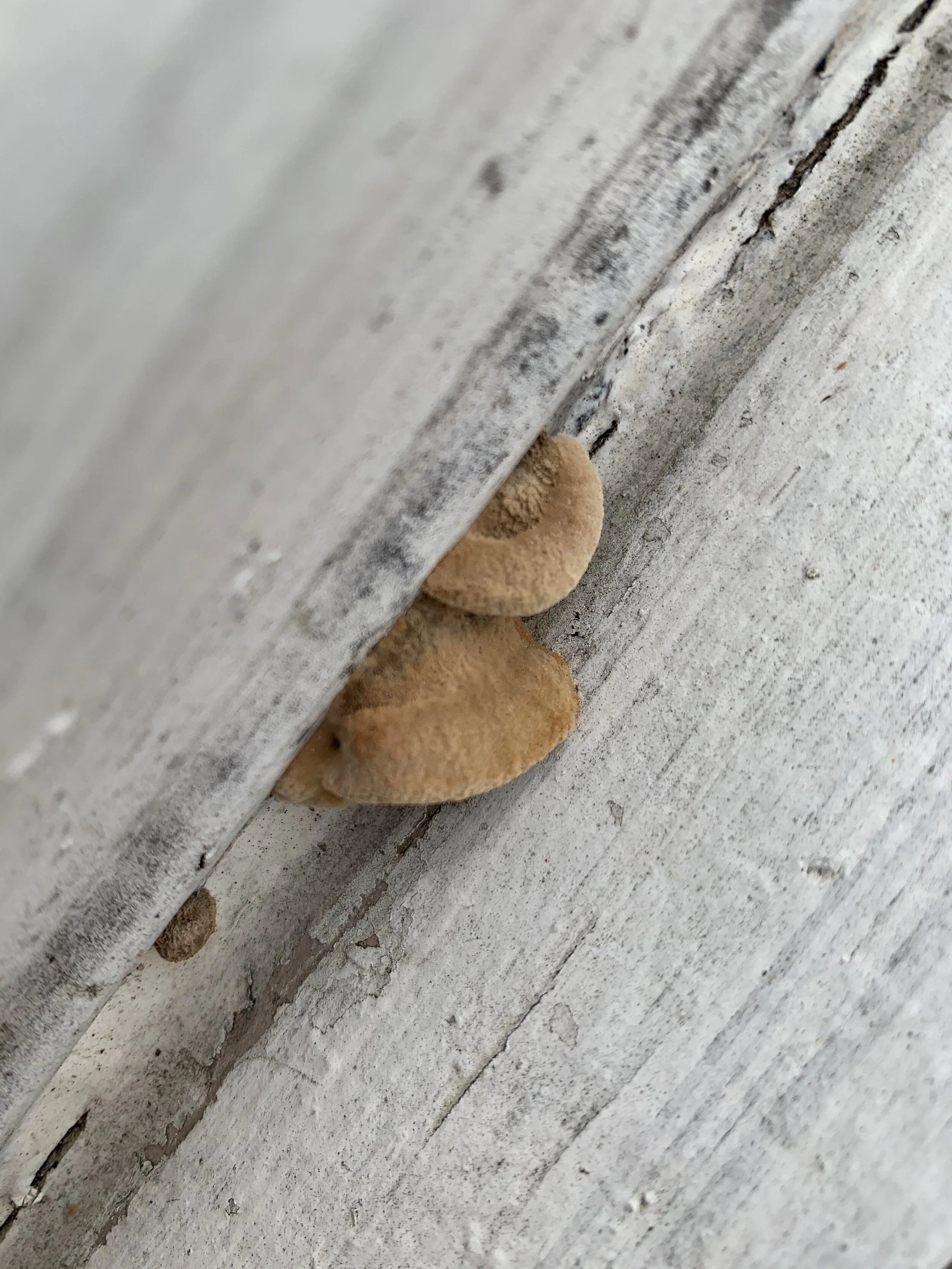 Covid-19, Self Distancing and Spring Cleaning