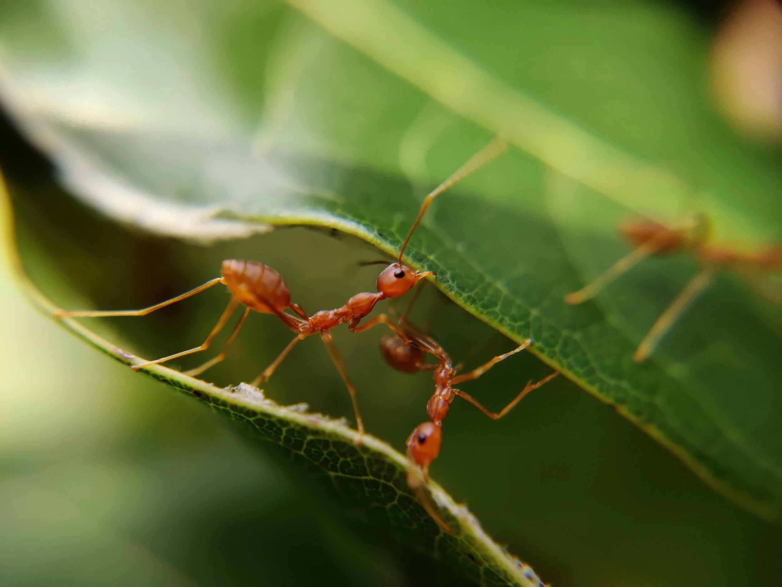 Pests in March