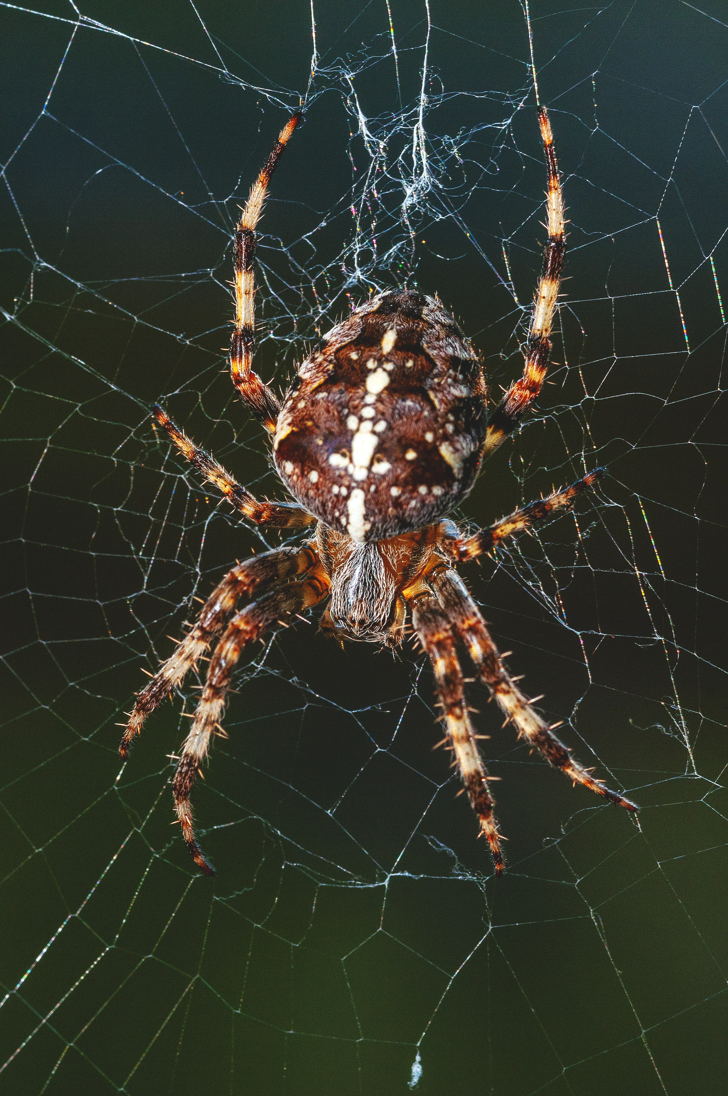 Common Pests in April
